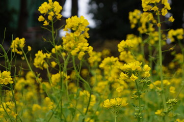 菜の花