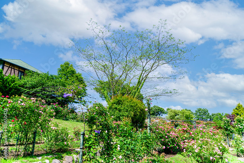 春 新緑 初夏 香る風景 日本 九州 大分県 撮影地 くじゅう花公園年新緑 Spring Fresh Green Early Summer Fragrant Scenery Japan Kyushu Oita Prefecture Location Kuju Flower Park Fresh Green Wall Mural Korokichi Kun 春 新緑 初夏 香る風景 日本 九州 大分県 撮影地 くじゅう花公園年新緑 Spring Fresh Green Early Summer Fragrant Scenery Japan Kyushu Oita Prefecture Location Kuju Flower Park Fresh Green Wall Mural Korokichi Kun