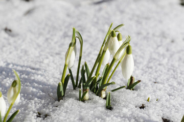 first spring flowers, snowdrops in the snow