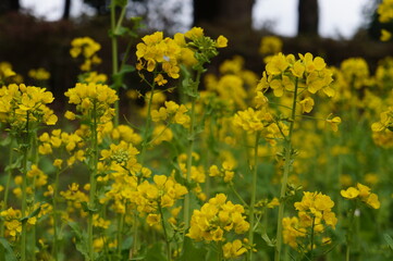 菜の花