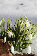 first spring flowers, snowdrops in the snow