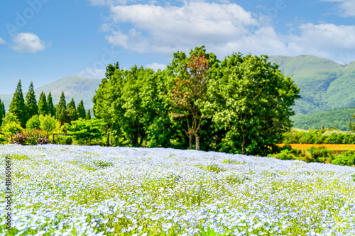 うららかな春の季節 くじゅう連山を背景にネモフィラ花畑風景 日本 九州 大分県 くじゅう花公園年新緑 Bright Spring Season Nemophila Flower Field Landscape With The Kuju Mountain Range In The Background Japan Kyushu Oita Prefecture Kuju Wall うららかな春の季節 くじゅう連山を背景にネモフィラ花畑風景 日本 九州 大分県 くじゅう花公園年新緑 Bright Spring Season Nemophila Flower Field Landscape With The Kuju Mountain Range In The Background Japan Kyushu Oita Prefecture Kuju Wall