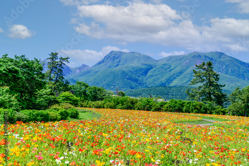 うららかな春の季節 くじゅう連山を背景にポピー花畑風景 日本 九州 大分県 くじゅう花公園年新緑 Bright Spring Season Poppy Flower Garden Landscape Against The Backdrop Of The Kuju Mountain Range Japan Kyushu Oita Prefecture Kuju Wall Mural