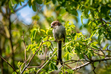 Long-tailed bird sitting on the branch in the nature habitat, Aegithalos caudatus