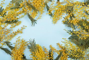 Yellow spring mimosa