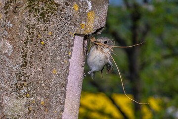Halsbandschnäpper (Ficedula albicollis) Weibchen