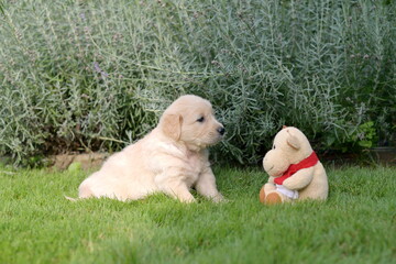 Golden retriever puppy sitting in garden during summer