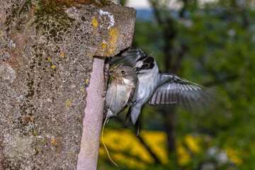 Halsbandschnäpper (Ficedula albicollis) Männchen und Weibchen