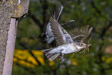 Halsbandschnäpper (Ficedula albicollis) Männchen und Weibchen