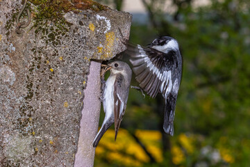 Halsbandschnäpper (Ficedula albicollis) Männchen und Weibchen