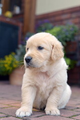 Golden retriever puppy sitting in garden during summer

