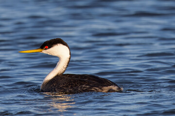 Close view of a Western grebe, seen in a North California marsh