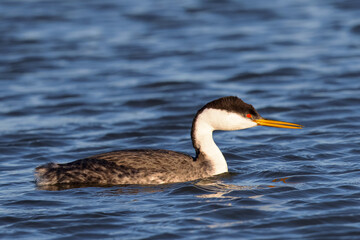 Close view of a Western grebe, seen in a North California marsh