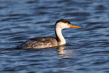 Close view of a Clark’s grebe, seen in a North California marsh