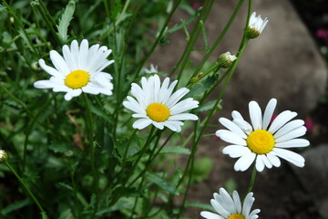 Fototapeta premium Beautiful summer flowers in the garden