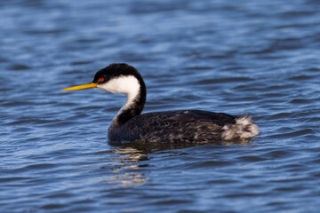 Fototapeta premium Close view of a Western grebe, seen in a North California marsh