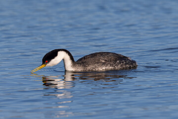 Close view of a Western grebe, seen in a North California marsh