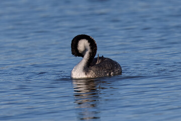 Close view of a Western grebe curled in a lovely shape, seen in a North California marsh
