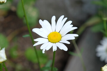 Obraz premium Beautiful summer flowers in the garden