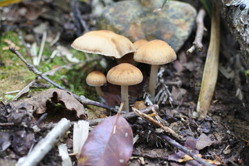 A group of small mushrooms with beige caps and white stalks is on the damp ground in the forest.