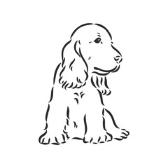 Fototapeta premium dog breed Cocker Spaniel muzzle, sketch vector graphics black and white drawing