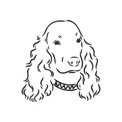 dog breed Cocker Spaniel muzzle, sketch vector graphics black and white drawing