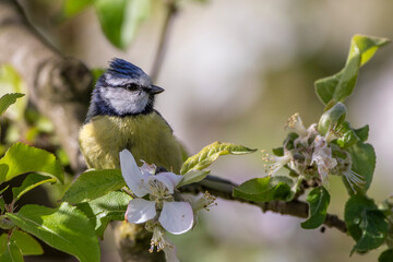 Blaumeise (Cyanistes caeruleus)