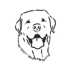 Vector image of an dog labrador on white background