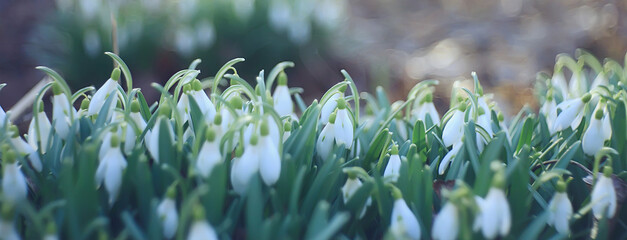 spring flowers, snowdrops in March in the forest, beautiful nature background, small white flowers