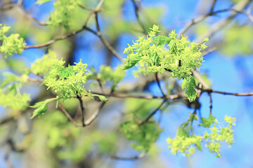 blooming maple branches, spring detail flowers on a tree branch
