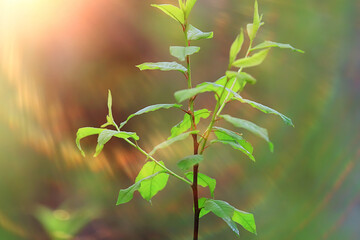 Fototapeta premium spring branches young leaves, abstract background seasonal march april, buds on branches nature