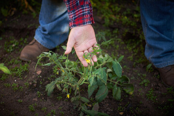 Farmer checking tomatoes plants in sunny day.