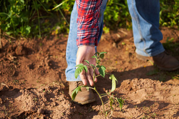 Farmer checking tomatoes plants in sunny day.