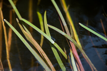 Reeds growing in river in the sun