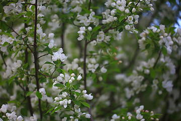 abstract apple tree flowers background, spring blurred background, branches with bloom