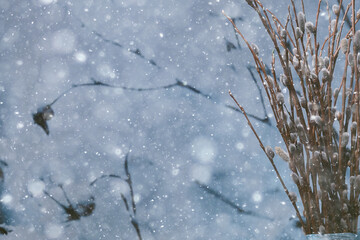 pussy-willow willow / branches bloom, spring concept, Easter holiday, background