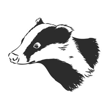Badger sketch drawing isolated on white background