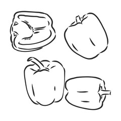 Half a bell pepper. Black and white vector illustration. Isolated on a white background.