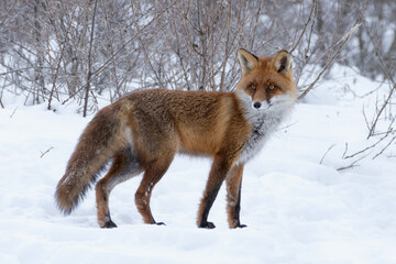 Red fox in snow