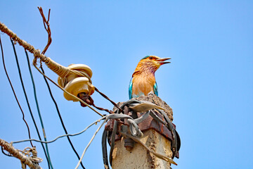 Indian Roller