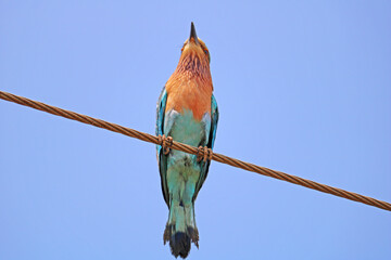 Indian Roller