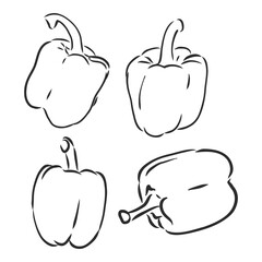 Half a bell pepper. Black and white vector illustration. Isolated on a white background.