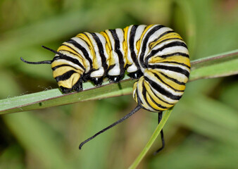 Monarch caterpillar (Danaus plexippus) curled around a plant stem in Houston, TX.