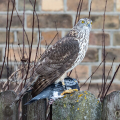 Hawk on a fence