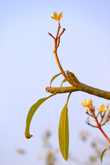 Plumeria Flower