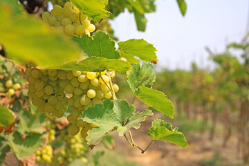 grapes on vine
