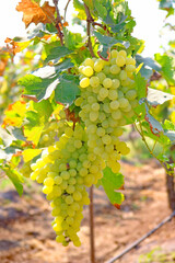 grapes on vine