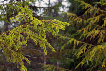 Green spruce branch with drops hanging from needles. Spring in the forest. Spring drops