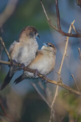 Two songbirds posing by looking at each other while sitting on a branch