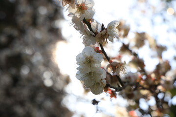 梅の花と太陽
